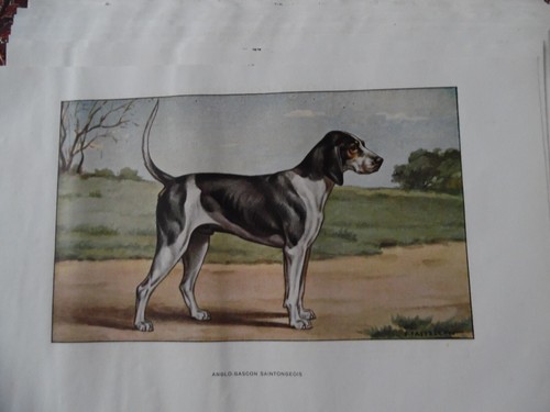 Gravures chien de chasse - de,