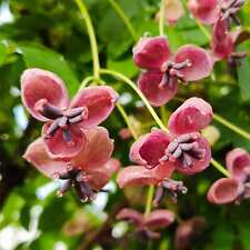 Akébie à cinq feuilles 1L -