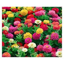 20 graines de Zinnia issues de