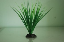 Plante D'Aquarium Herbe Verte