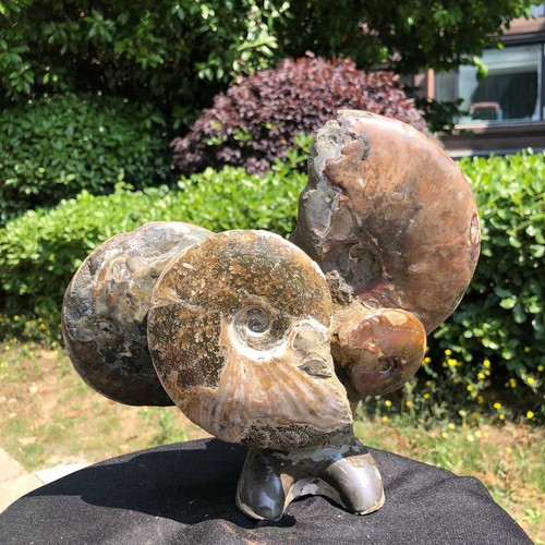 07lb rarem natural tentacle - natural,