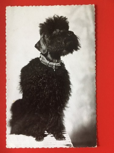 Cpa caniche noir photographie - noir.,