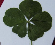 Idée Cadeau : un VRAI TRÈFLE