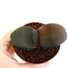 Gasteria pillansii - , cv