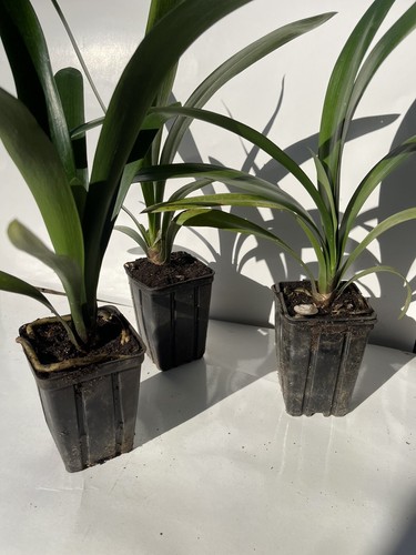 Orange clivia pack lily - orange, 3