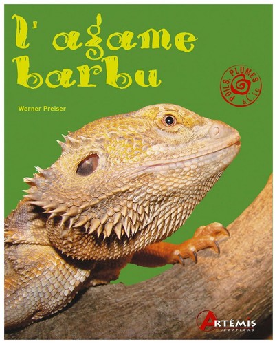 Agame barbu - l'agame,