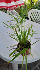 très beau plant de papyrus 20 cm environ en pot , pousse vite et très haut