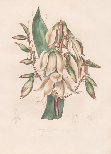Yucca filamentosa virginia - yucca,