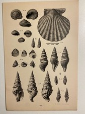 lithographie Coquillages Fossiles
