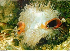 Animaux - Poissons - Musée Océanographique de Monaco - 24-048-06 - Clown de Feu