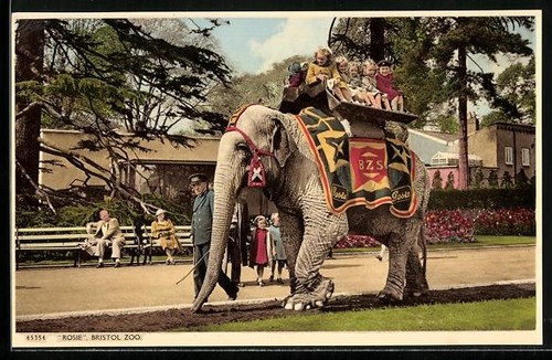 Carte postale éléphant rosie - postale,