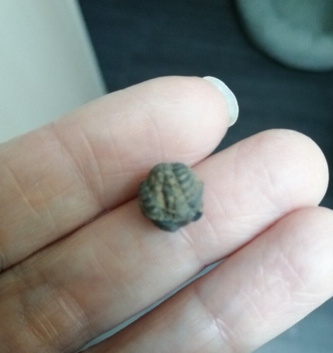 Trilobite phacops 1 - phacops,