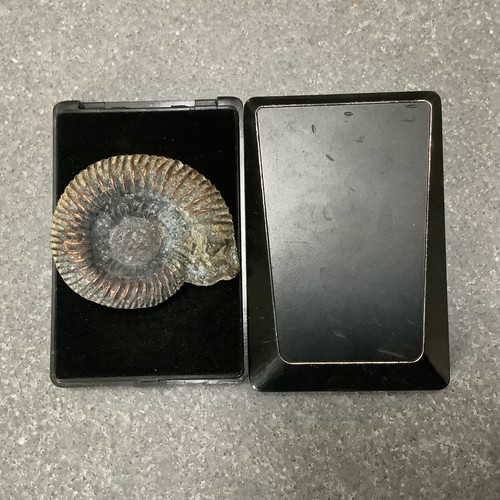 Pyritized ammonite fossill - ammonite,