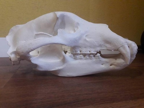 Taxidermie.Reconstitution