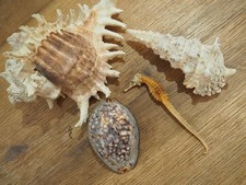 Très Rare : Lot Ancienne Collection Coquillage de Mer Naturel Objets Curieux 7