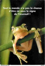 Animaux - Grenouilles - Rainette - CPM - Voir Scans Recto-Verso