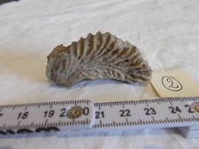 FOSSILE.ALECTRIONIA