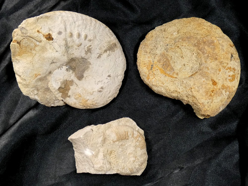 Lot ammonite fossile - lot,