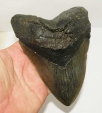 Dent fossile de requin Otodus Mégalodon ( USA - 15.6 centimètres - 102 ** )