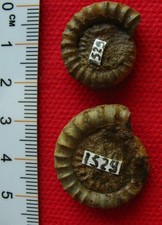 Deux ammonites du Sinémurien