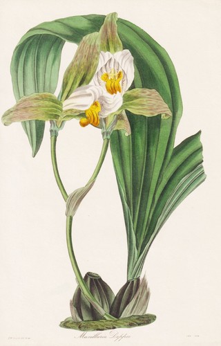 Orchidée maxillaria deppei - orchidée,