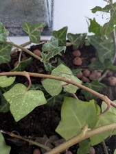 Phasme baton né en septembre 2025. 