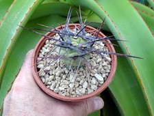 TEPHROCACTUS AORACANTHUS BLACK