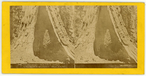 Stereo usa californie arbre - usa,,