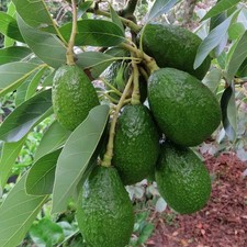 Persea americana 'Lamb Hass' - Groupe A - Avocatier très productif