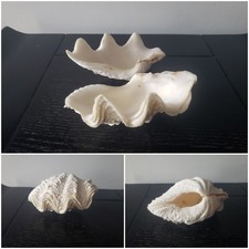 Coquillage Bénitier, Océan