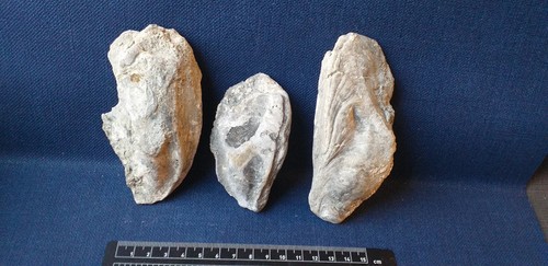 Ostrea crassissima lot - crassissima,, de