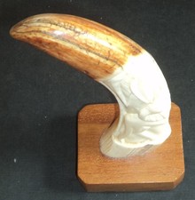Rare dent de phacochère
