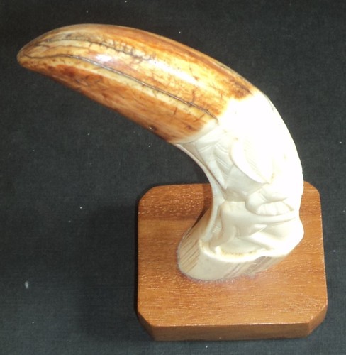 Rare dent phacochère - dent,