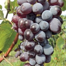 Plant de raisin Jupiter 2L -