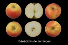 Pommier greffé (forte