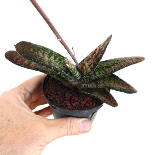 Gasteria batesiana limpopo - batesiana, (limpopo