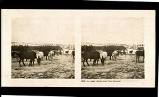 Guerre 1914-18, Au camp, Abris pour les chevaux, ca.1914, stéréo  tirage d&#03