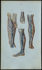 1852 - Planche anatomie