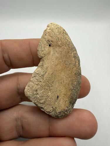 Rare griffe sauropode - griffe,