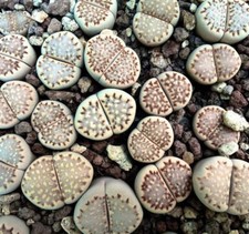 Lithops julii subsp. fulleri