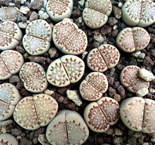 Lithops julii subsp fulleri - julii, subsp.