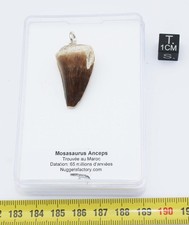 Collier pendentif dent de