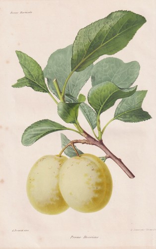 Pflaume plum fruit - pflaume,