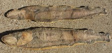 Vinctifer Comptoni Fossil