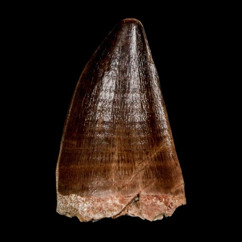 Mosasaur prognathodon - 1.9",