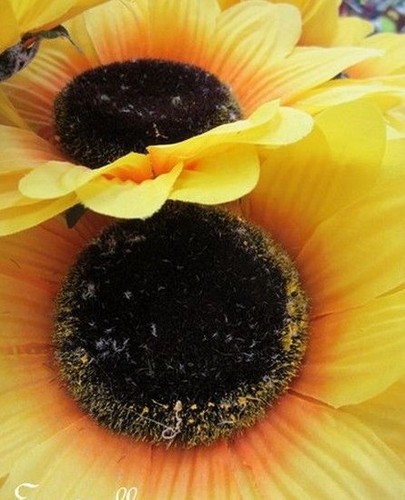 Tournesol géant de - ♫, 'géant