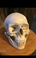 Modèle de Crâne Humain Anatomique Didactique Taille Réelle - Démontable/Articulé