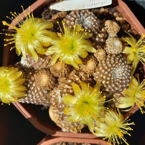 Copiapoa laui cactus - copiapoa,