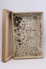 Cabinet de curiosité entomologie insectes boite bois prélèvement divers