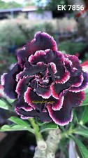 Neuf adenium obesum desert - !,